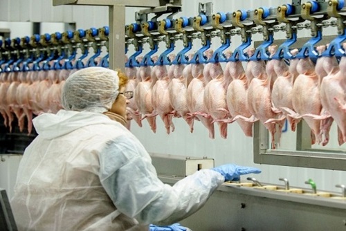 chicken,factory,line
